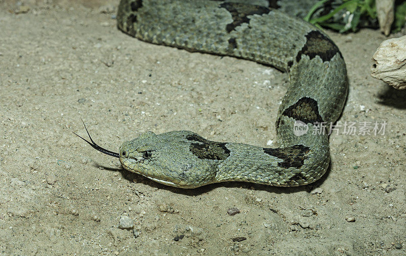带状岩石响尾蛇，绿色响尾蛇，绿色岩石响尾蛇，Crotalus lepidus klauberi是一种有毒的pitviper亚种，发现在美国南部，在亚利桑那州，新墨西哥和德克萨斯州，墨西哥北部，包括下加利福尼亚州